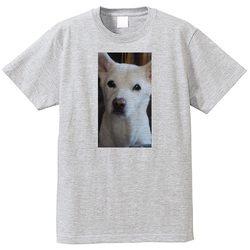 犬no1