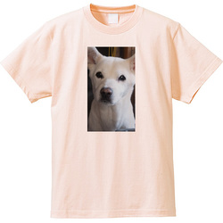 犬no1