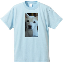 犬no1