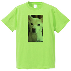 犬no1