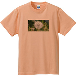 野の花no1