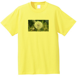野の花no1