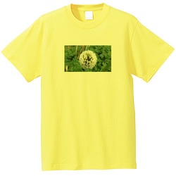 野の花no2