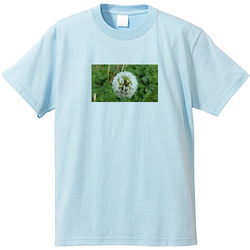 野の花no2