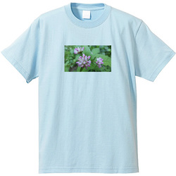 野の花no3