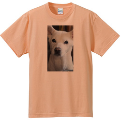犬no1