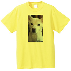 犬no1