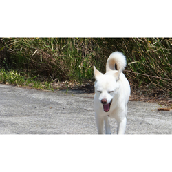 デザイン名/ 犬no2