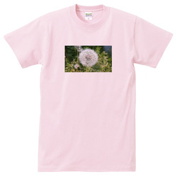 野の花no1