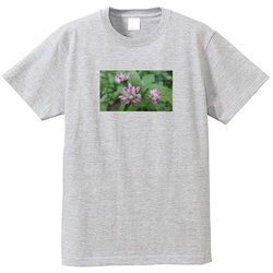 野の花no3