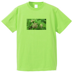 野の花no3