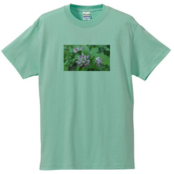 野の花no3