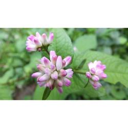 デザイン名/ 野の花no3