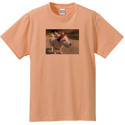 犬no3