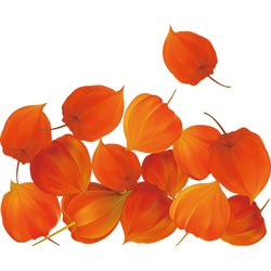 デザイン名/ 鬼灯1