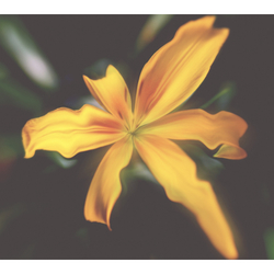 デザイン名/ Aquira’ｓ