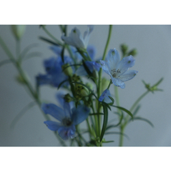 デザイン名/ Tameshi