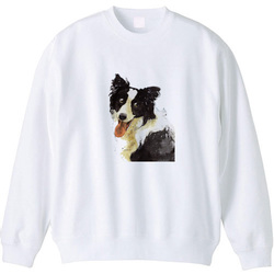 ボーダーコリー