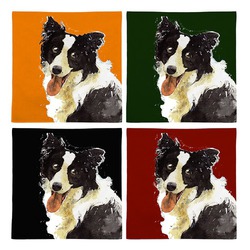 ボーダーコリー