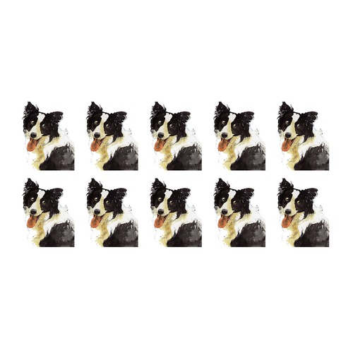 ボーダーコリー