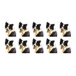 ボーダーコリー