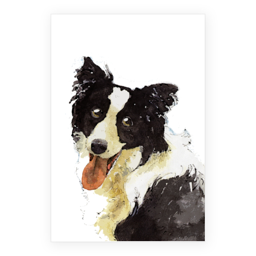 ボーダーコリー