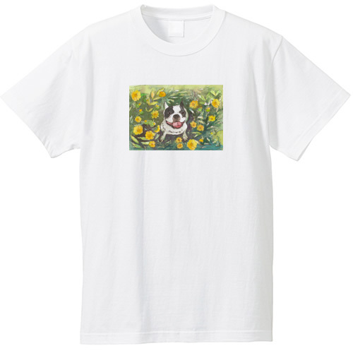 フレンチブルドッグ１