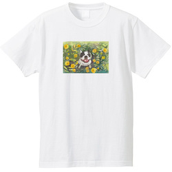 フレンチブルドッグ１