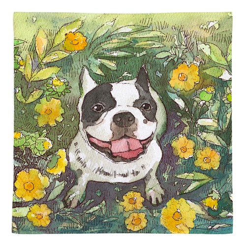 フレンチブルドッグ１