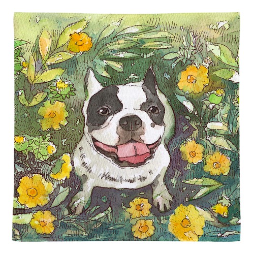 フレンチブルドッグ１