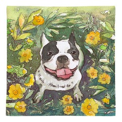 フレンチブルドッグ１