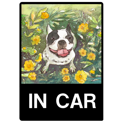 フレンチブルドッグ１