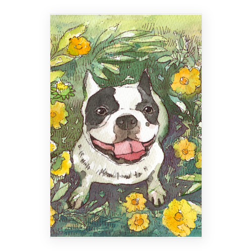 フレンチブルドッグ１