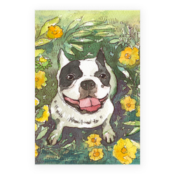 フレンチブルドッグ1