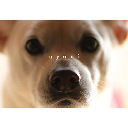 デザイン名/ _uyuni_