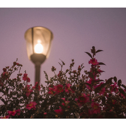 デザイン名/ 夕方家に帰る