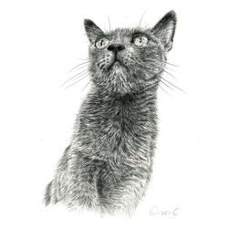 デザイン名/ QueenC 6