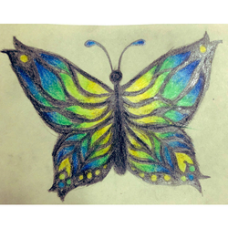 デザイン名/ 蝶蝶