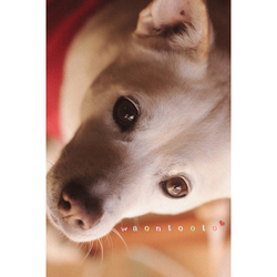 デザイン名/ kirakiea**