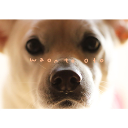 デザイン名/ waontooto