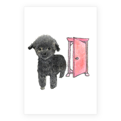 shoco_トイプードル2-1