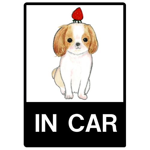 shoco_シーズー3-1