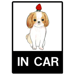 shoco_シーズー3-1