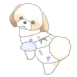 もちこ_シーズー3-1