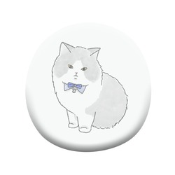 もちこ_マンチカン3-1