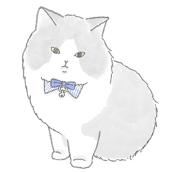 もちこ_マンチカン3-1