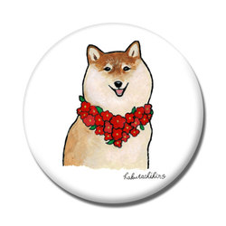 はくたちひろ_赤柴4-1