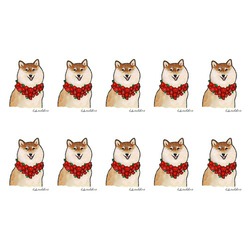 はくたちひろ_赤柴4-1