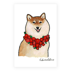 はくたちひろ_赤柴4-1