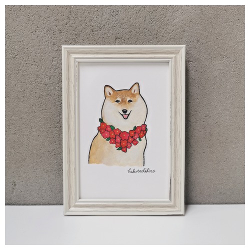 はくたちひろ_赤柴4-1